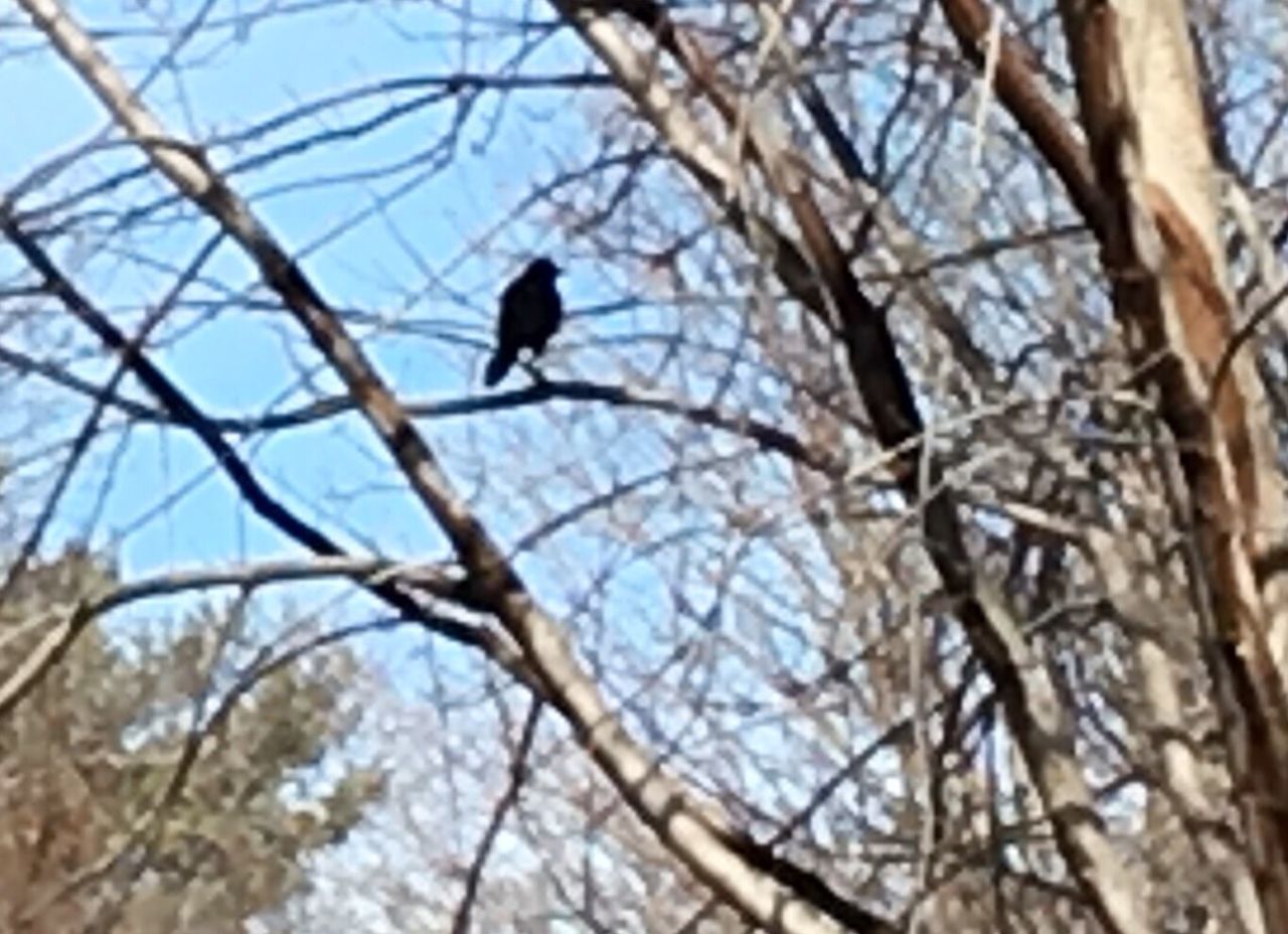 LOW ANGLE VIEW OF BIRD PERCHING ON BARE TREE