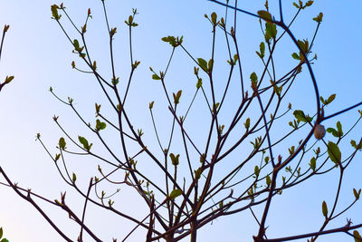 Low angle view of flowering plant against clear blue sky