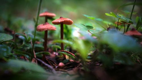 Mushrooms growing on field