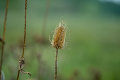 Close-up of wilted plant