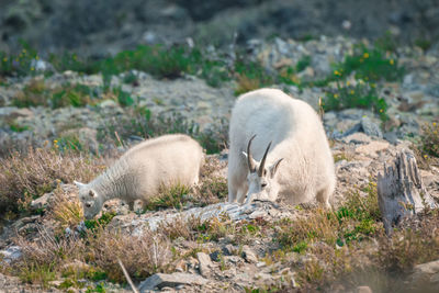 Sheep grazing on field