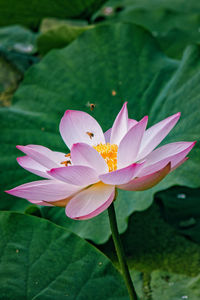 Close-up of pink flower blooming outdoors