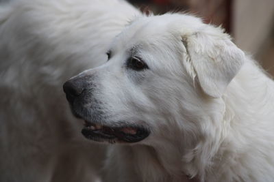 Close-up of dog looking away