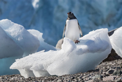 Penguin on snow