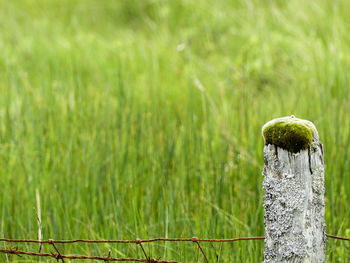 Close-up of grass on field