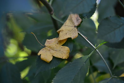 Close-up of dry leaves on plant