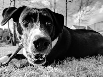 Close-up portrait of dog on field