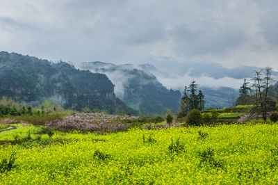 Scenic view of field against sky