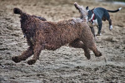 View of dog running