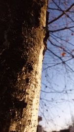 Close-up of tree trunk