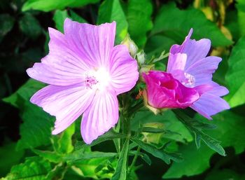 Close-up of pink flower