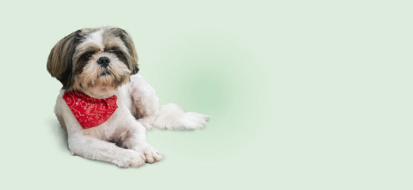 Cute puppy sitting against white background