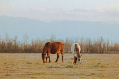 Horses grazing in a field