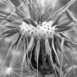 Close-up of insect on flower
