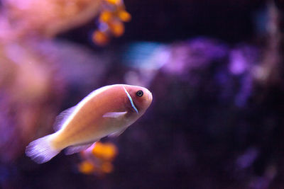 Close-up of fish swimming