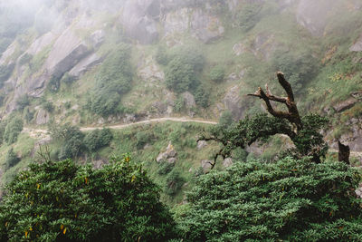 Plants growing on mountain