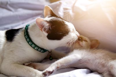 Close-up of cat lying on bed