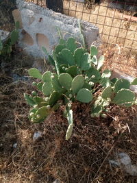 High angle view of succulent plant on field