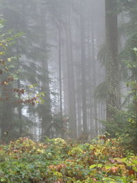 Trees in forest