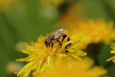 Close-up of bee on yellow flower