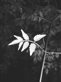 High angle view of flowering plant during autumn