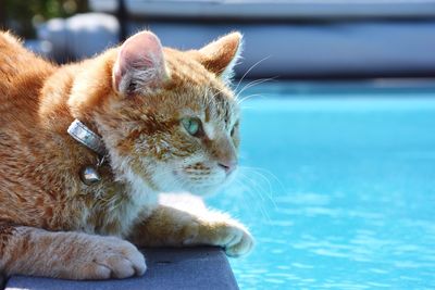 Close-up of a cat looking away