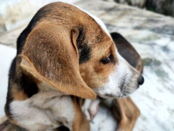 Close-up of a dog looking away