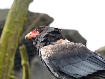 Close-up of bird perching on a tree