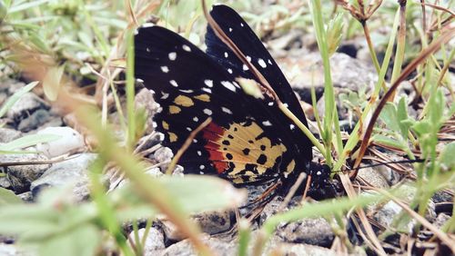 Close-up of butterfly on leaf