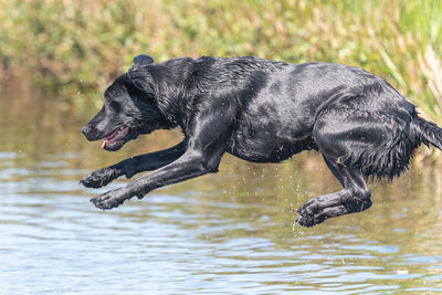 Black dog running in water