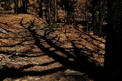 High angle view of trees in forest