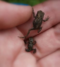 Close-up of person holding hand frog