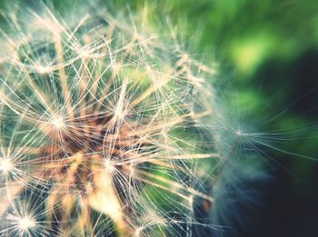 Close up of dandelion