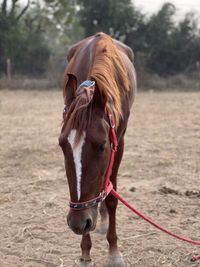 Horse standing in a field