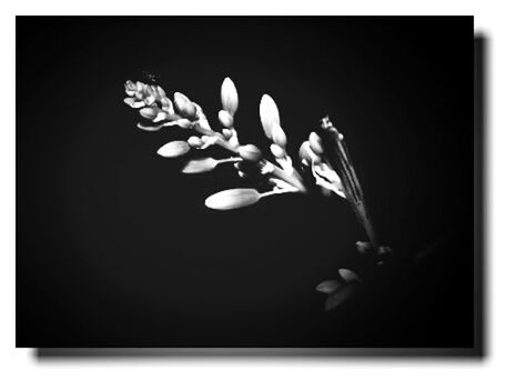 transfer print, studio shot, auto post production filter, close-up, black background, copy space, freshness, nature, night, indoors, dark, growth, beauty in nature, fragility, no people, plant, flower, selective focus, focus on foreground