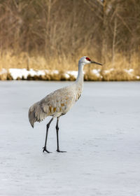 Bird perching on a snow