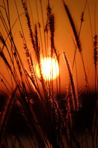Close-up of silhouette plants against orange sky