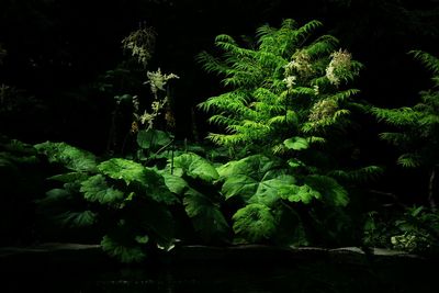 Plants growing on tree