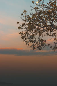 Tree against sky during sunset