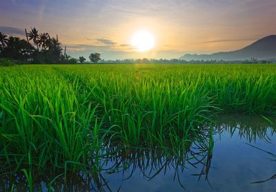 Scenic view of rice field against sky during sunset