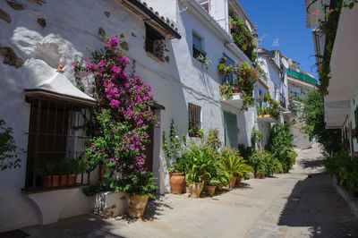 Low angle view of potted plants on footpath amidst buildings