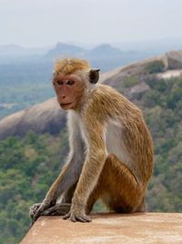 Lion sitting on mountain