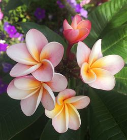 Close-up of frangipani blooming outdoors