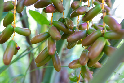 Close-up of pink flowering plants