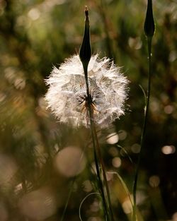 Close-up of dandelion on plant