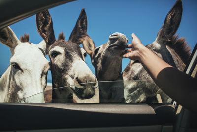 Cropped image of man caressing donkeys through car window