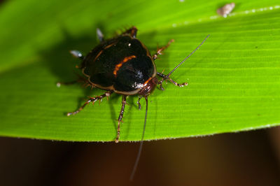 Close-up of insect on leaf