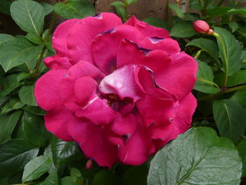 Close-up of pink rose