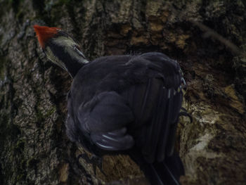 Close-up of bird perching on tree