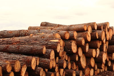 Close-up of logs